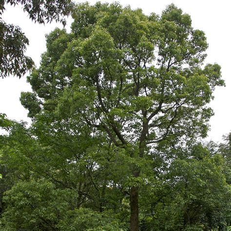 楠木樹|日本の照葉樹林の代表的樹種「クスノキ」《暮らしの。